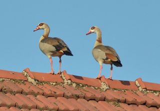 Nilgänse Nilgänse