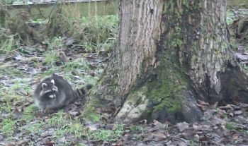 Waschbär Waschbär