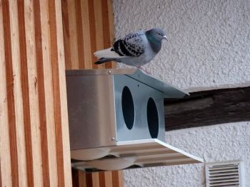 Taube Taube