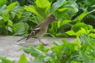 Buchfink - Weibchen Buchfink - Weibchen